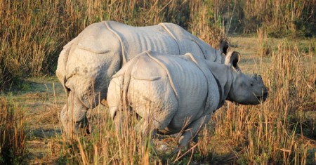 Kaziranga National Park